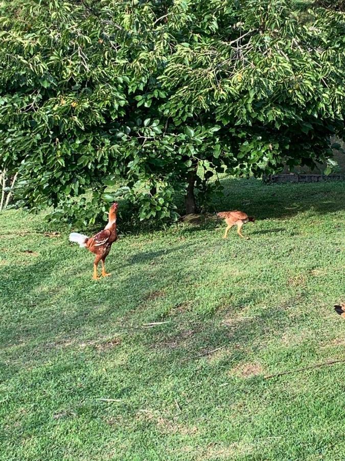 Recanto da Natureza Gonçalves Esterno foto